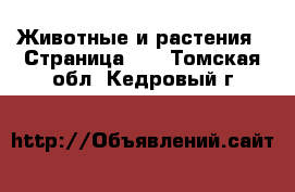  Животные и растения - Страница 10 . Томская обл.,Кедровый г.